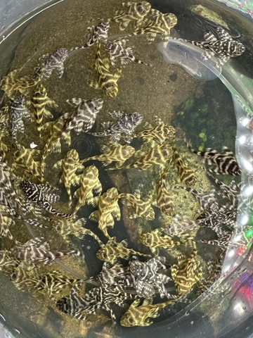 Pleco L333 size 2+