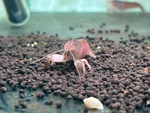 Tôm vợt châu phi