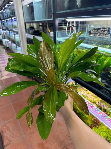 Trầu ruby