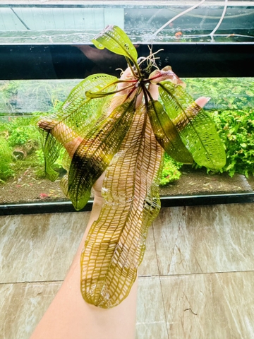 Cây : Choi Lưới