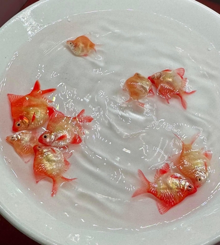 Xecan vàng short nhỏ