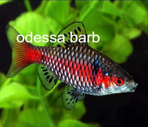Odessa Barb size 4cm