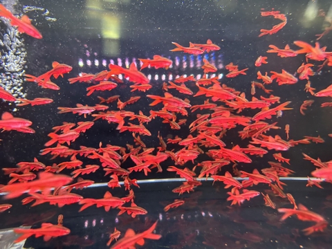 Diếc anh đào vây dài siêu đỏ sz 4-4,5cm