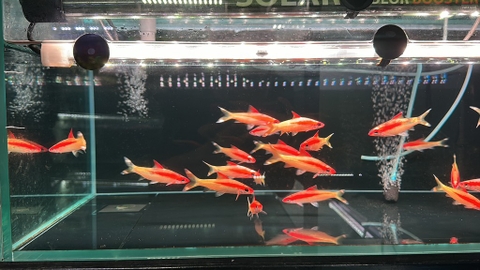 Cá Hồng mi gold size 11-12cm