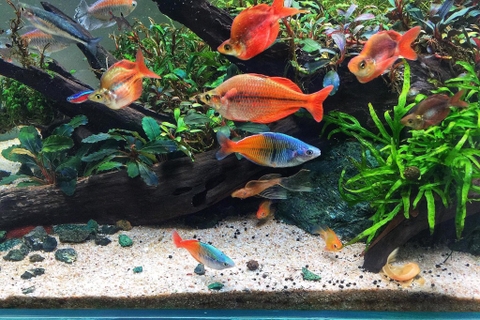 Cầu vồng Trifas indo sz 7-8cm