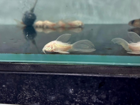 Chuột abino cánh tiên 4cm