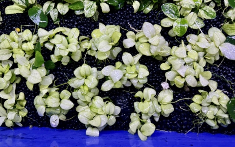 Cây : Ráy Panda White ( cụm )