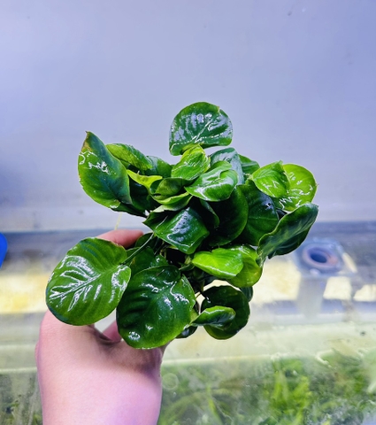 Cây : Ráy Lá Tròn ( cốc )