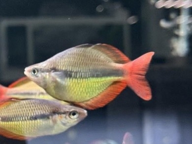 Cầu vồng vàng ( size 6-7cm )
