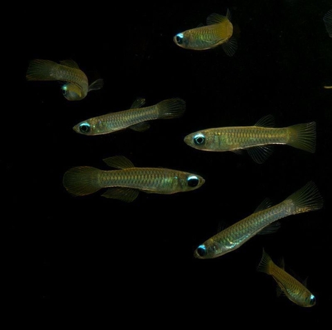 Cá Mắt đèn + trâm mắt đèn ( hàng nhập )