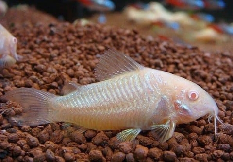 Chuột Abino to