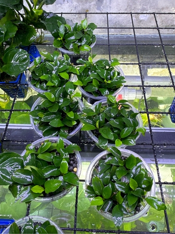 Cây : Ráy Nana Petit thái ( hộp tròn )