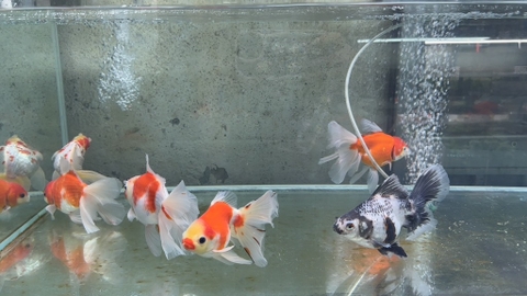 Oranda đuôi lụa