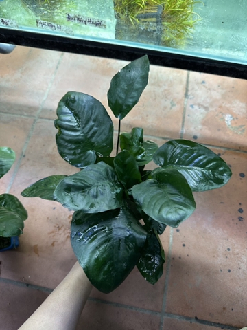 Cây : Ráy lá trung ( cốc )