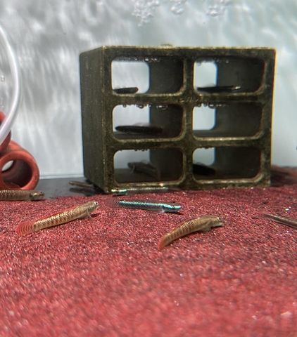 Cá Bống Blue Neon