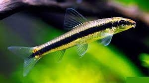 Cá bút chì thái ăn rêu