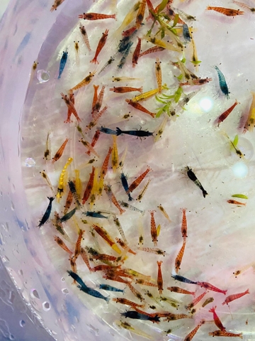 Tép loạn màu ( CB50c = 90 ) (CB100c = 160 )