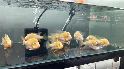 Hải Hồ Heck abino đầu U sz 11-12cm