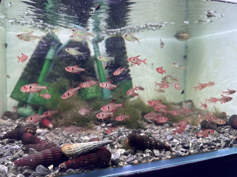 Cá Red Phantom Tetra