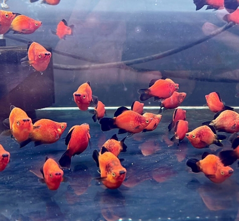 Mún Wang short cối (mún lửa)