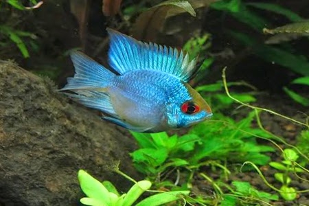 Phượng hoàng Lam