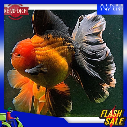 Cá vàng Oranda