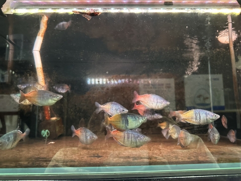 Thạch mỹ nhân  vàng size 8-9cm