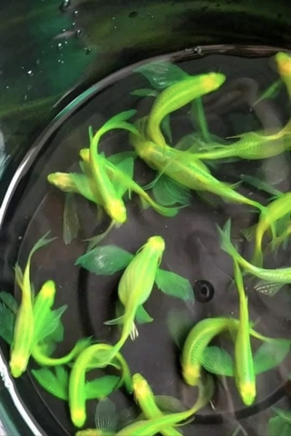 Sọc ngựa cánh tiên