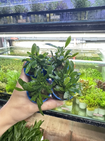 Tiêu thảo mũi tên mini ( cốc tròn )