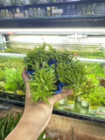 Cây : Cốc sao nhỏ