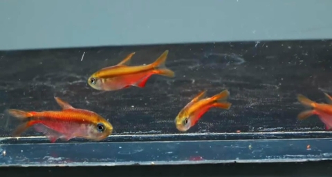 Red devil tetra + yelow tetra ( wild hiếm )