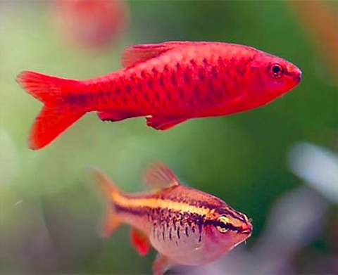 Diếc anh đào siêu đỏ vây ngắn