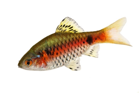 Diếc vảy rồng - Odessea Barb 4-5cm