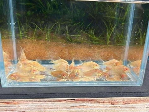 Chuột abino size to ( 5,5-6cm )