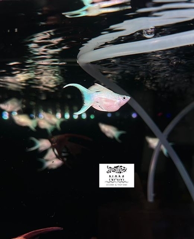 Molly platinum short đuôi én