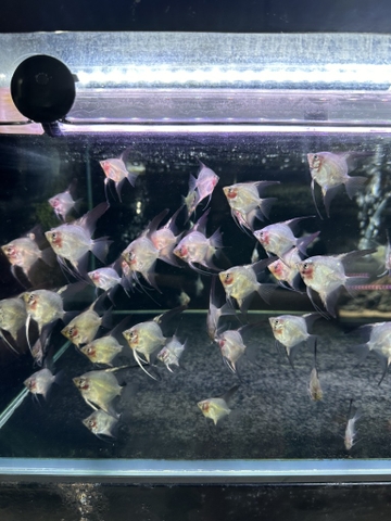 Cá thần tiên Paraiba
