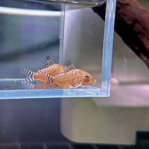 Corydoras Knaacki Cw032 Wild 4-5cm