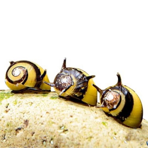 Ốc Nerita gai