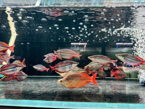 Trifas dài sz 8-9cm