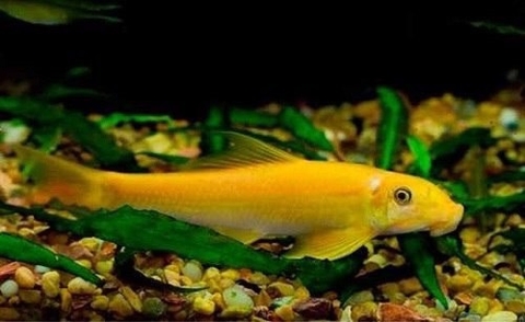 Bống vàng ăn rêu ( 6,5-7cm )