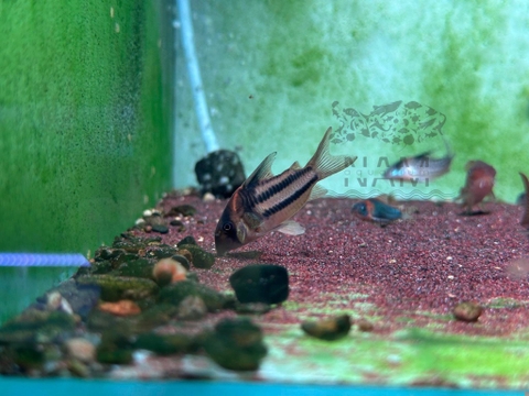 Chuột CW127 sz 6-7cm