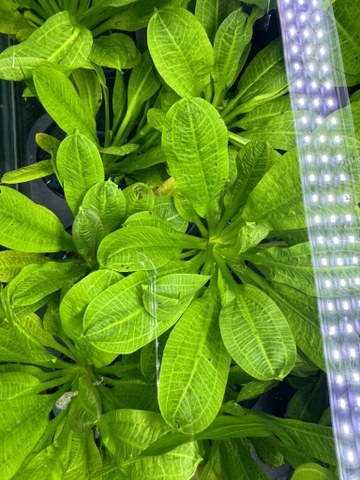 Cây : Trầu lùn Tropical