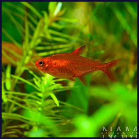 EMBER TETRA
