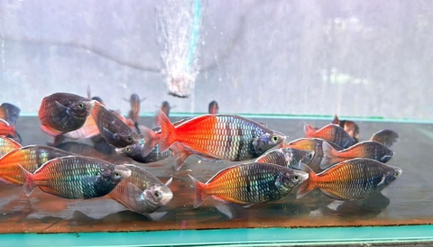 Thạch mỹ nhân ( sz 5-6 )