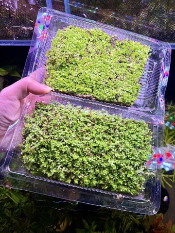 Cây : Trân Châu cao 3 lá ( Hộp )