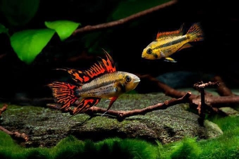 Phượng hoàng Cacatuoides