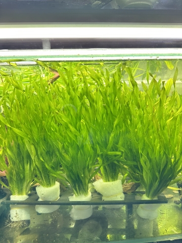 Cây : Hẹ Xoắn ( bó )