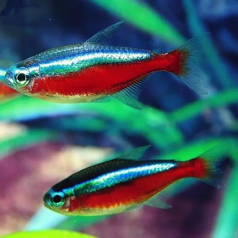 Neon vua siêu đỏ