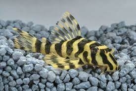 Pleco L134