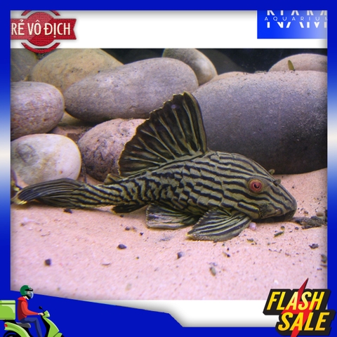 Pleco L190 size 10-12cm